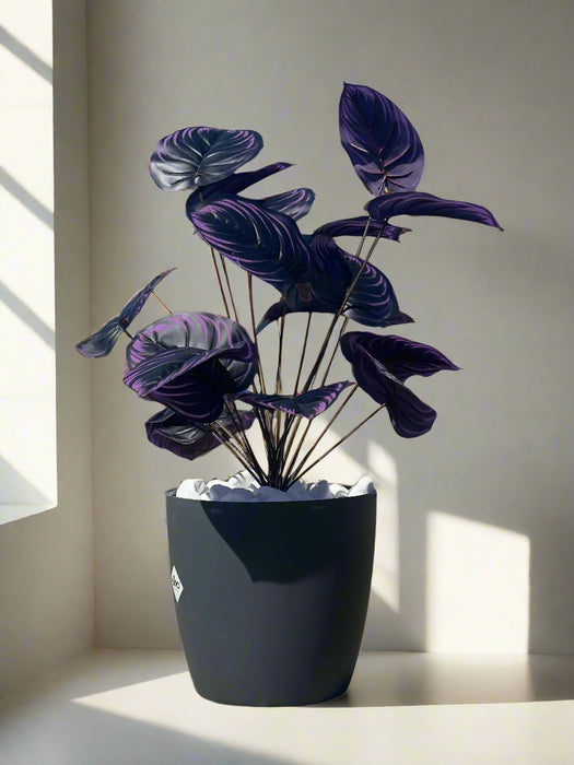 Plantă artificială violetă, 75 cm - tulpină lungă cu frunze mari, ideală pentru decor interior/exterior de lux cu flori, ghiveci și piatră