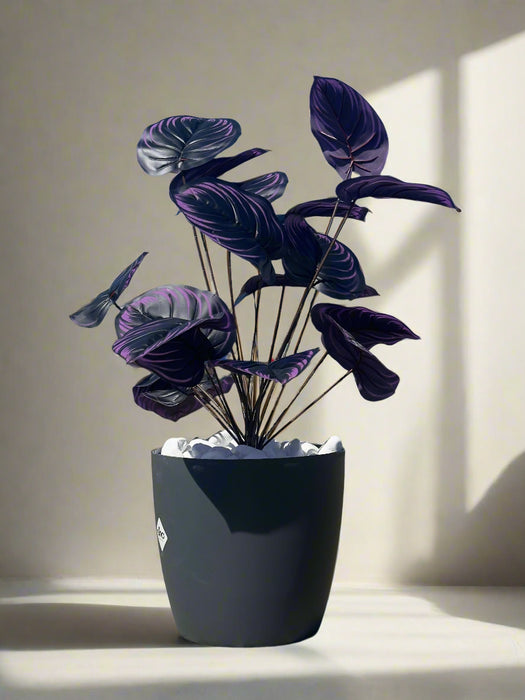 Plantă artificială violetă, 75 cm - tulpină lungă cu frunze mari, ideală pentru decor interior/exterior de lux cu flori, ghiveci și piatră